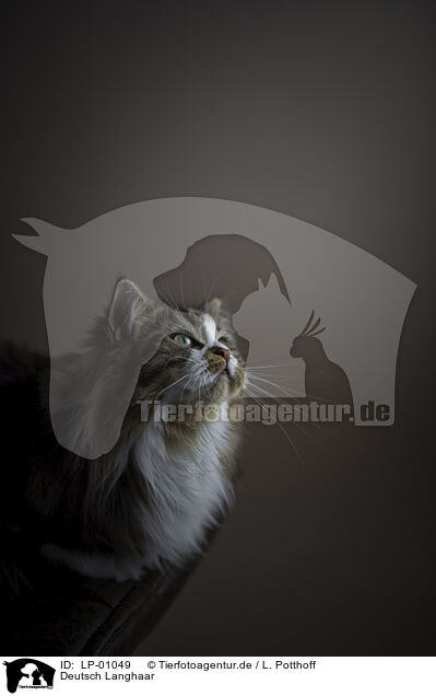 Deutsch Langhaar / German Shorthair Cat / LP-01049