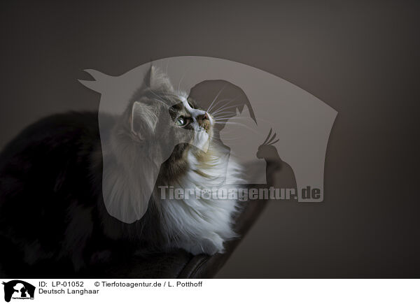 Deutsch Langhaar / German Shorthair Cat / LP-01052