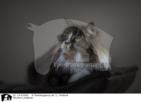 Deutsch Langhaar / German Shorthair Cat / LP-01056