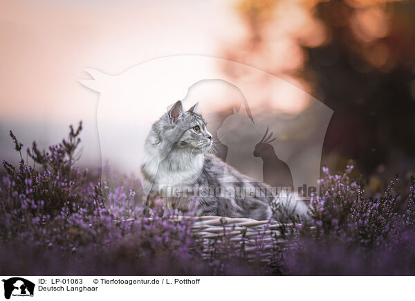 Deutsch Langhaar / German Shorthair Cat / LP-01063