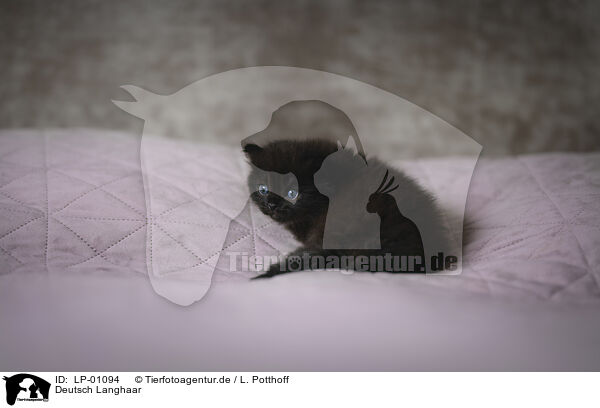 Deutsch Langhaar / German Shorthair Cat / LP-01094