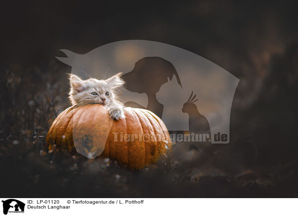 Deutsch Langhaar / German Shorthair Cat / LP-01120