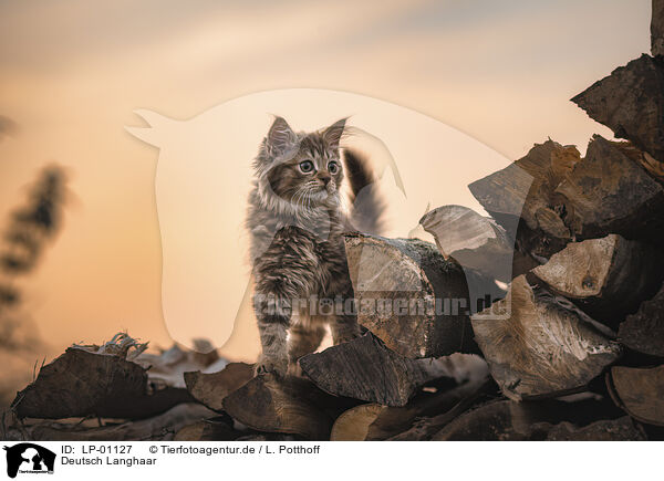Deutsch Langhaar / German Shorthair Cat / LP-01127