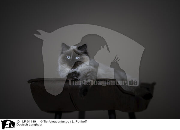 Deutsch Langhaar / German Shorthair Cat / LP-01139