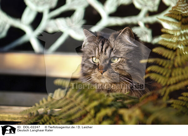 Deutsch Langhaar Kater / German longhair cat / DOL-02247