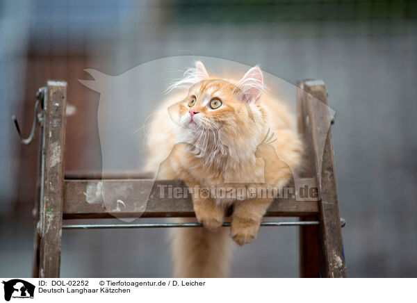 Deutsch Langhaar Ktzchen / German longhair kitten / DOL-02252