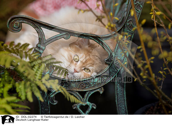 Deutsch Langhaar Kater / German longhair tomcat / DOL-02274