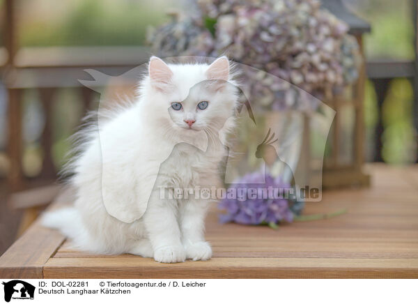 Deutsch Langhaar Ktzchen / German longhair kitten / DOL-02281