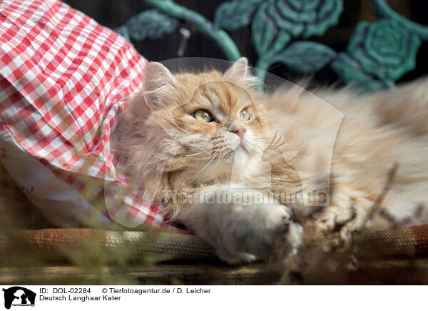 Deutsch Langhaar Kater / German longhair tomcat / DOL-02284