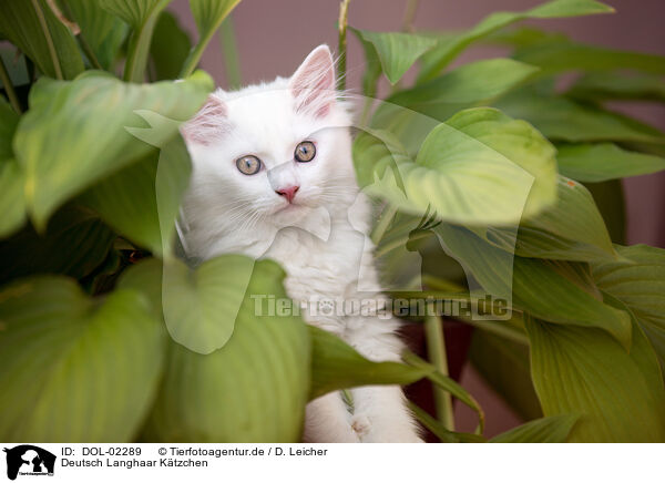 Deutsch Langhaar Ktzchen / German longhair kitten / DOL-02289