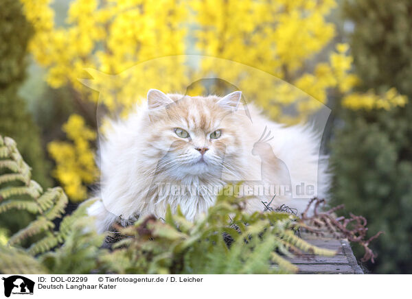 Deutsch Langhaar Kater / German longhair tomcat / DOL-02299