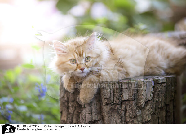 Deutsch Langhaar Ktzchen / German longhair kitten / DOL-02312
