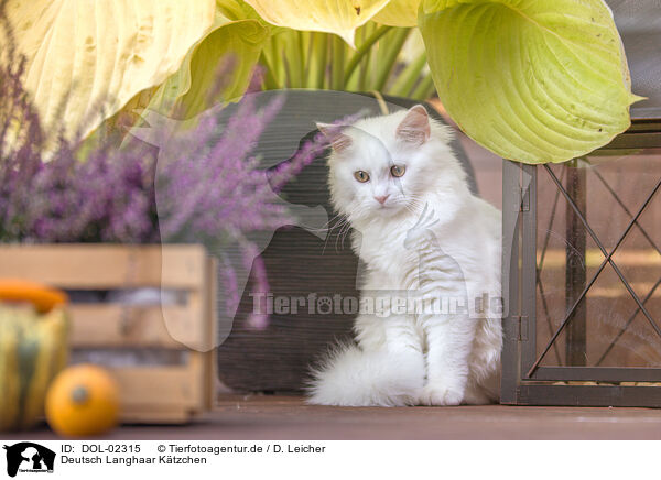 Deutsch Langhaar Ktzchen / German longhair kitten / DOL-02315