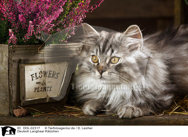 Deutsch Langhaar Ktzchen / German longhair kitten / DOL-02317