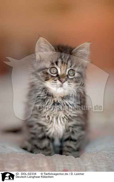 Deutsch Langhaar Ktzchen / German longhair kitten / DOL-02334