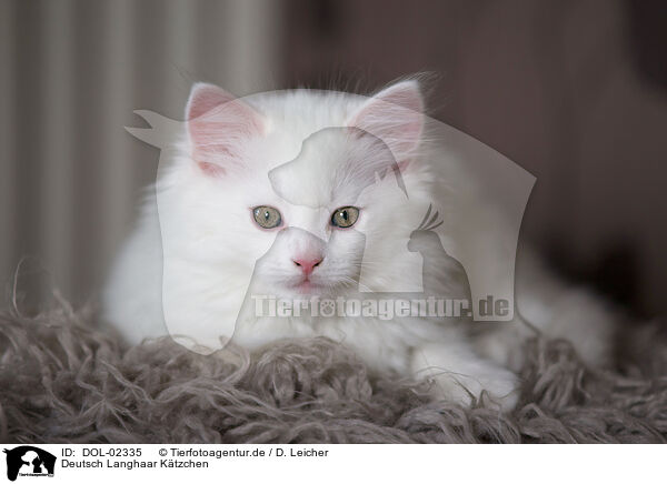 Deutsch Langhaar Ktzchen / German longhair kitten / DOL-02335