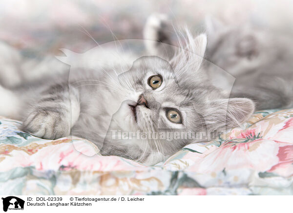 Deutsch Langhaar Ktzchen / German longhair kitten / DOL-02339