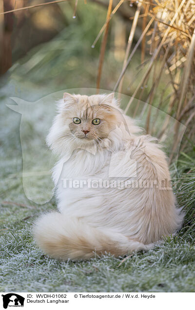 Deutsch Langhaar / German longhair tomcat / WVDH-01062