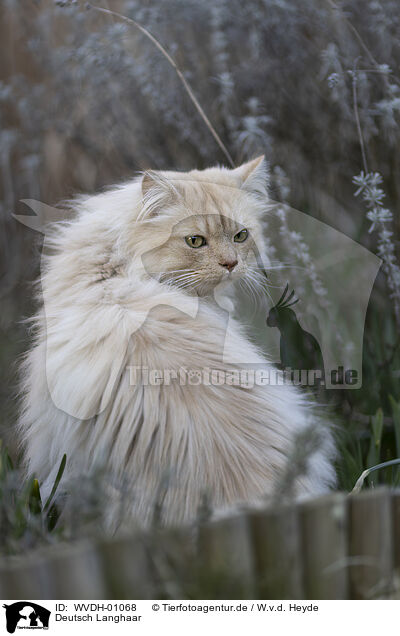 Deutsch Langhaar / German longhair tomcat / WVDH-01068
