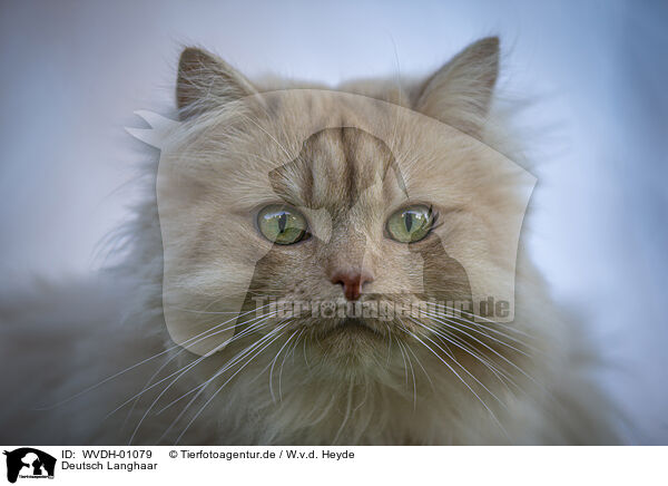 Deutsch Langhaar / German longhair tomcat / WVDH-01079