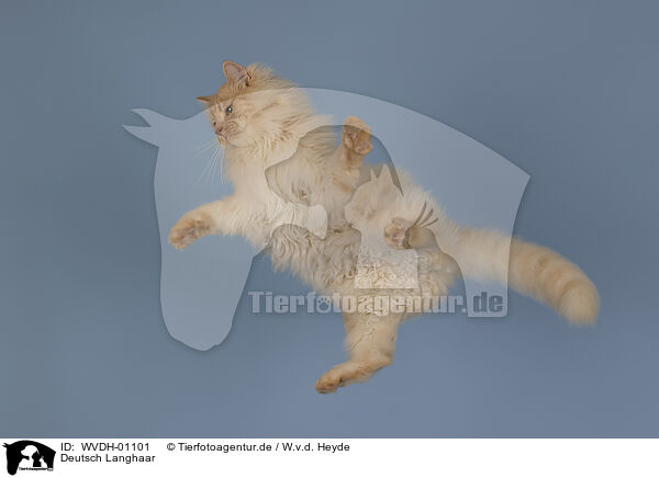 Deutsch Langhaar / German longhair tomcat / WVDH-01101
