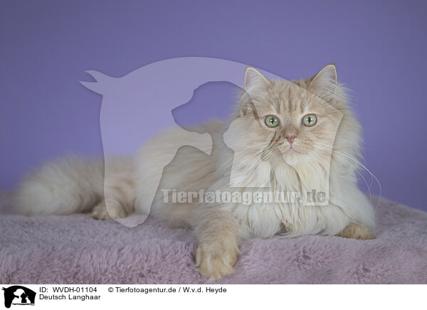 Deutsch Langhaar / German longhair tomcat / WVDH-01104
