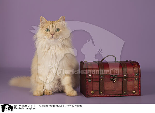 Deutsch Langhaar / German longhair tomcat / WVDH-01111