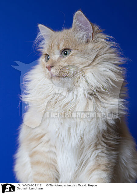 Deutsch Langhaar / German longhair tomcat / WVDH-01112