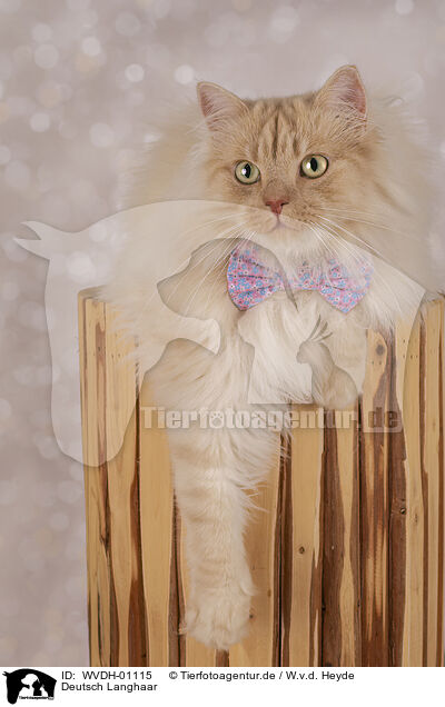 Deutsch Langhaar / German longhair tomcat / WVDH-01115