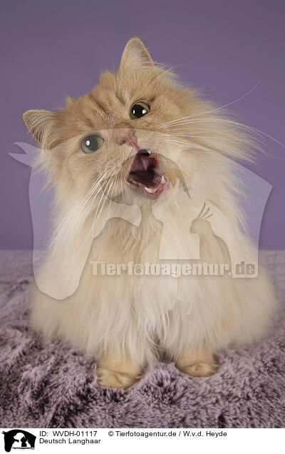 Deutsch Langhaar / German longhair tomcat / WVDH-01117