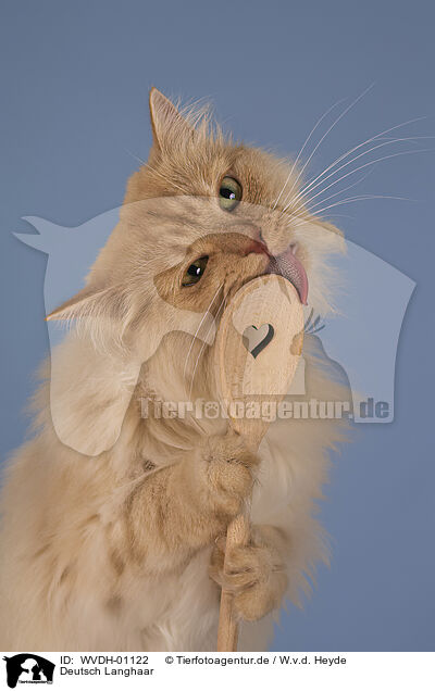 Deutsch Langhaar / German longhair tomcat / WVDH-01122