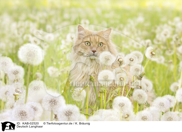 Deutsch Langhaar / German longhaired cat / KAB-02520