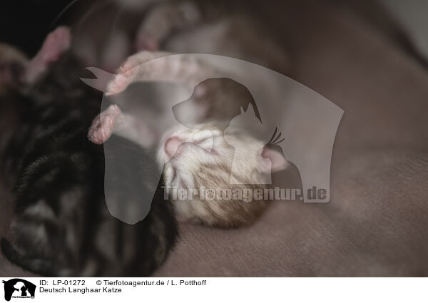 Deutsch Langhaar Katze / German longhair cat / LP-01272