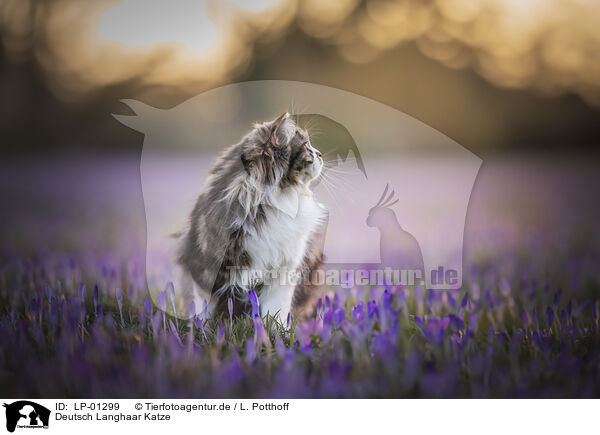 Deutsch Langhaar Katze / German longhair cat / LP-01299