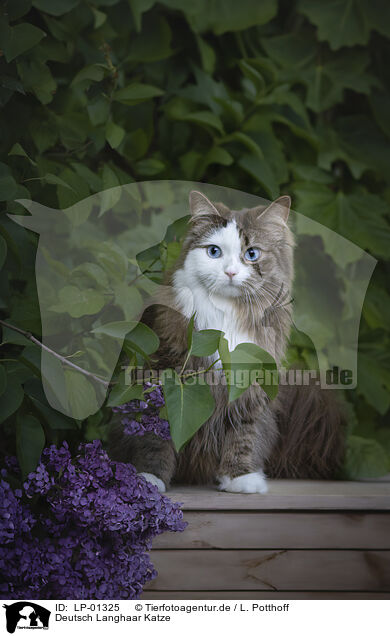 Deutsch Langhaar Katze / German longhair cat / LP-01325