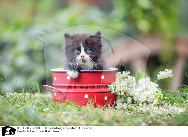 Deutsch Langhaar Ktzchen / German Longhaired Kitten / DOL-02360