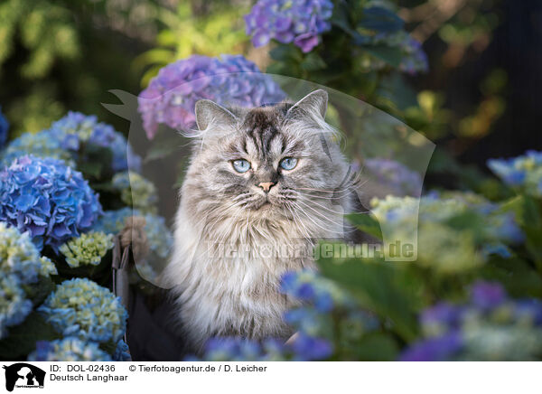 Deutsch Langhaar / German Longhair Cat / DOL-02436