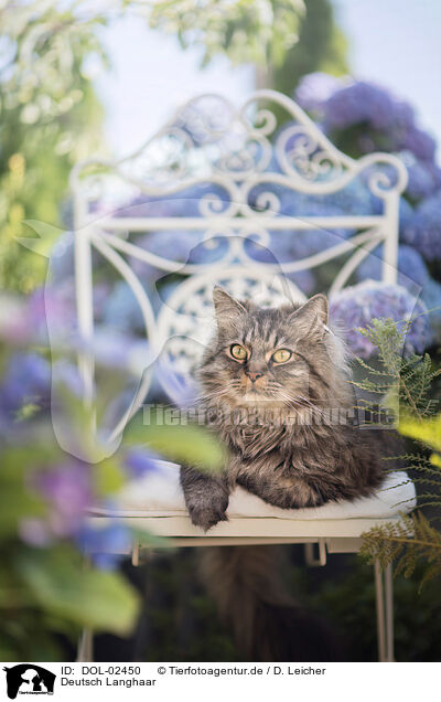 Deutsch Langhaar / German Longhair Cat / DOL-02450