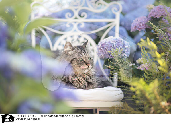 Deutsch Langhaar / German Longhair Cat / DOL-02452