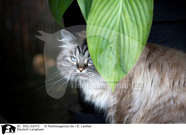 Deutsch Langhaar / German Longhair Cat / DOL-02472