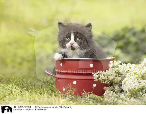 Deutsch Langhaar Ktzchen / German Longhair kitten / KAB-02591
