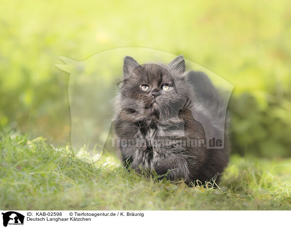 Deutsch Langhaar Ktzchen / German Longhair kitten / KAB-02598