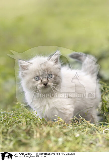 Deutsch Langhaar Ktzchen / German Longhair kitten / KAB-02599