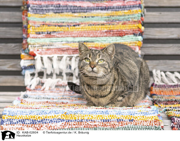 Hauskatze / KAB-02604