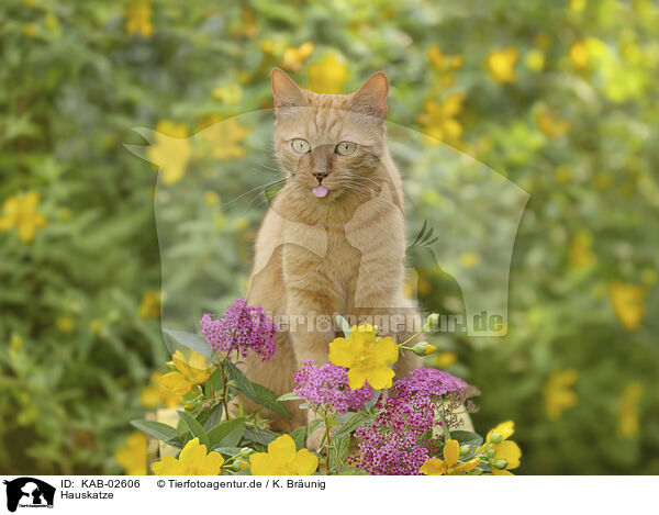Hauskatze / domestic cat / KAB-02606