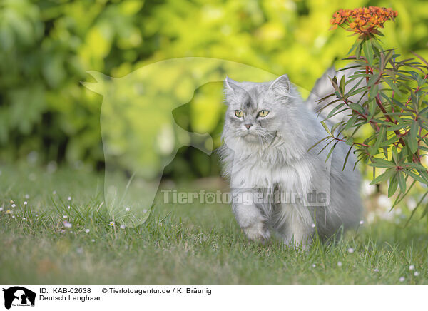 Deutsch Langhaar / german loghair cat / KAB-02638