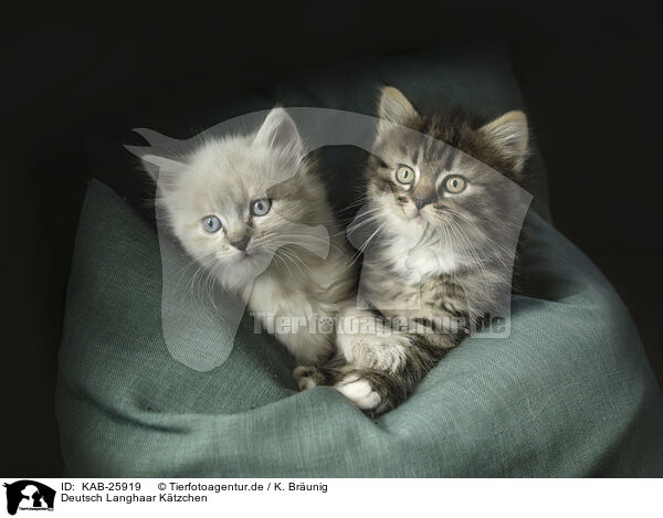 Deutsch Langhaar Ktzchen / German Longhair kitten / KAB-25919