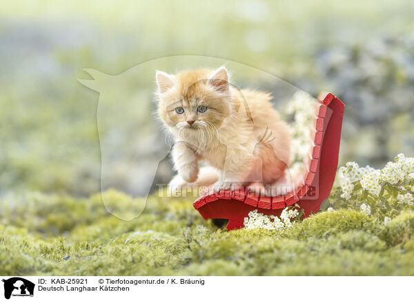 Deutsch Langhaar Ktzchen / German Longhair kitten / KAB-25921