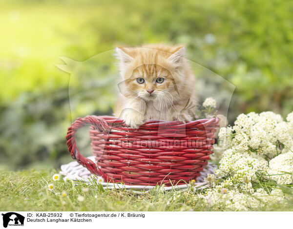 Deutsch Langhaar Ktzchen / German Longhair kitten / KAB-25932