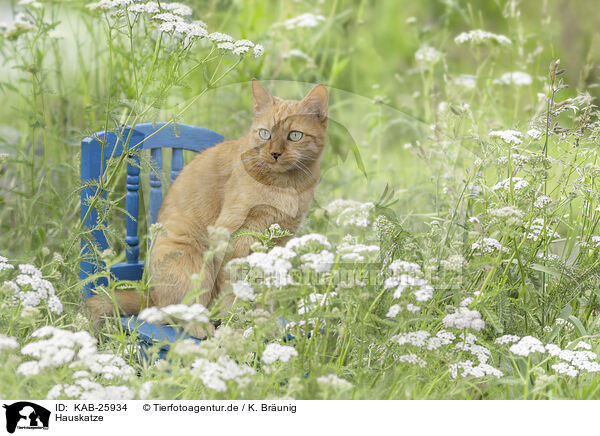 Hauskatze / domestic cat / KAB-25934